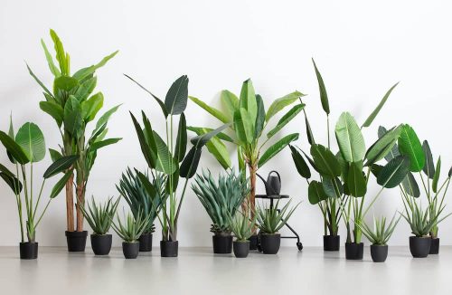 Philodendron Wasimbu green 190cm - Afbeelding 2