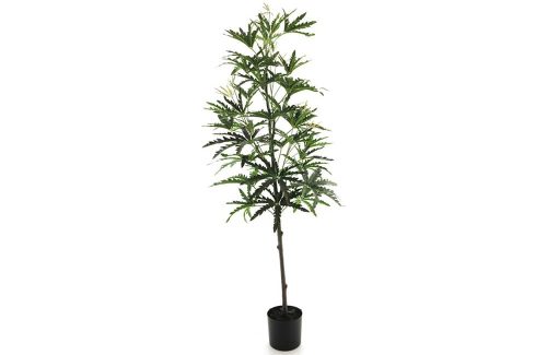 Dizygotheca in pot green 182cm