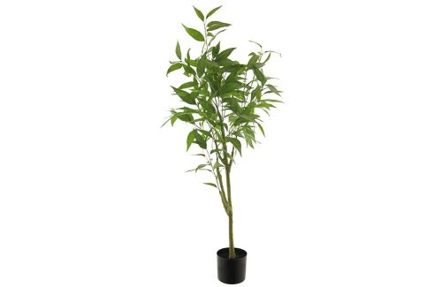 Ficus longifolia in pot green 120cm of 200cm
