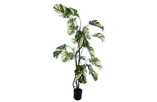 Monstera Alba in pot green/white 190cm