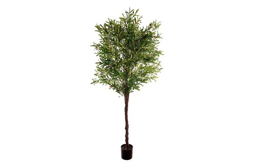 Olijfboom 230cm hoog