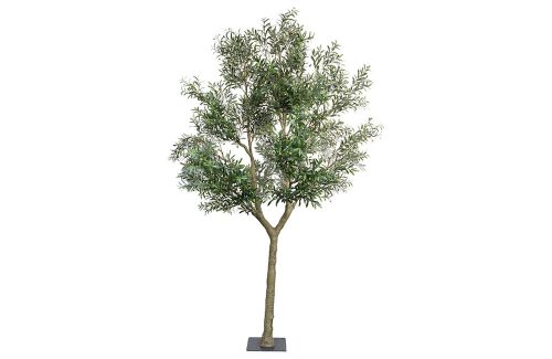 Olijfboom 350cm hoog