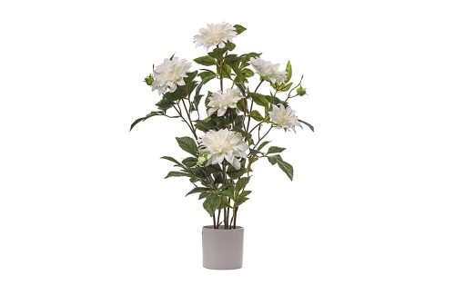 Dahlia plant 80cm hoog, kleur Cream