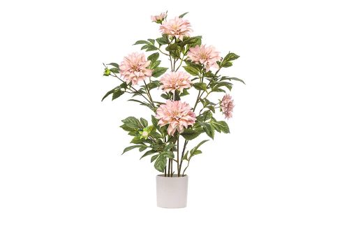 Dahlia plant 80cm hoog, kleur Light Pink