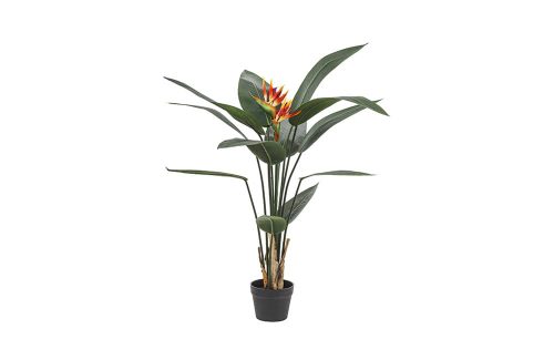 Strelitzia plant 120cm hoog