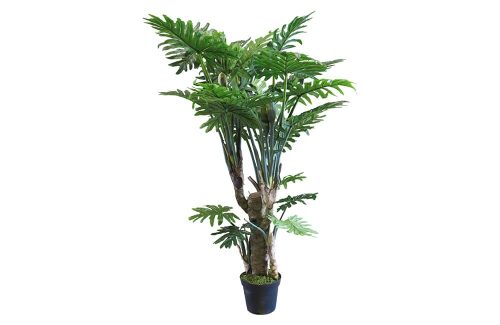 Philodendron Wasimbu green 190cm